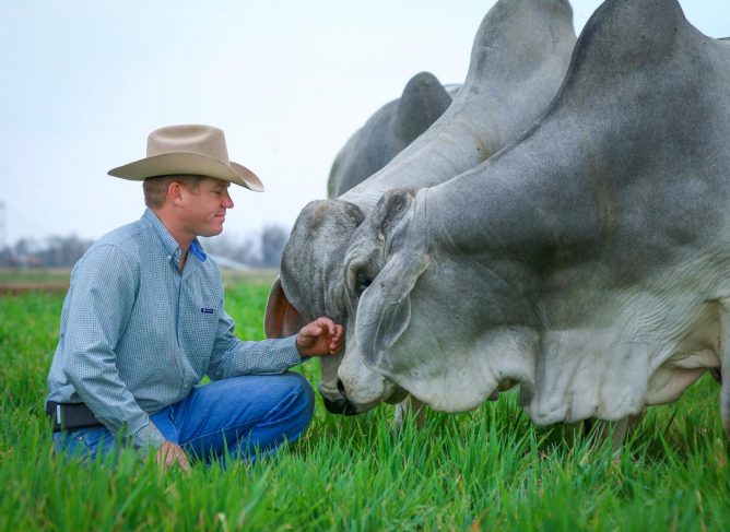 John Locke with Brahman cattle
